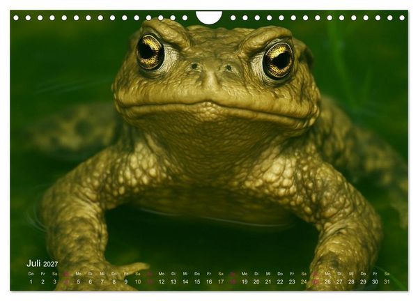 Produktbild: Reges Leben im Naturweiher - Tiere &uuml;ber und unter Wasser (Wandkalender 2027 DIN A4 quer), CALVENDO Monatskalender