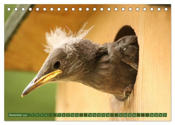 Produktbild: Nachwuchs bei Familie Star (Tischkalender 2026 DIN A5 quer), CALVENDO Monatskalender