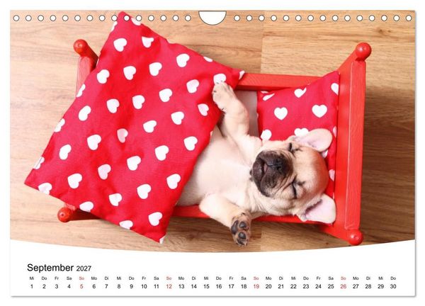Produktbild: Bullys - Franz&ouml;sische Bulldoggen 2027 (Wandkalender 2027 DIN A4 quer), CALVENDO Monatskalender