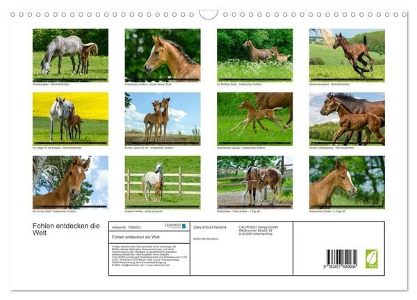 Produktbild: Fohlen entdecken die Welt (Wandkalender 2026 DIN A3 quer), CALVENDO Monatskalender