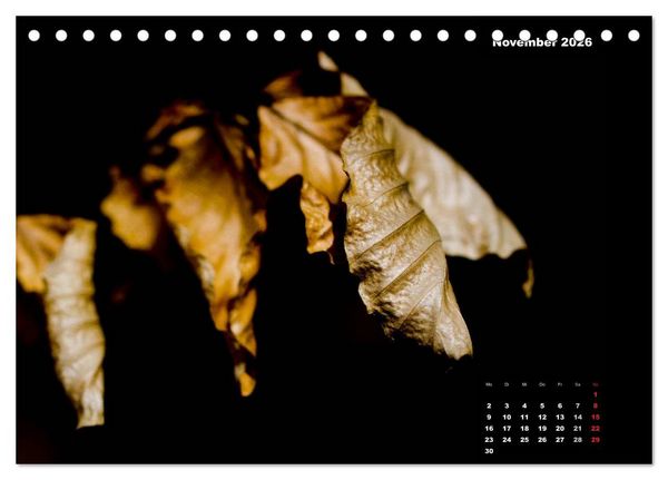 Produktbild: Der Natur auf der Spur - Makro-Fotografien der besonderen Art (Tischkalender 2026 DIN A5 quer), CALVENDO Monatskalender