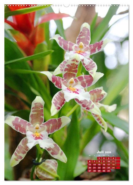 Produktbild: Traumhafte Orchideen (Wandkalender 2026 DIN A2 hoch), CALVENDO Monatskalender