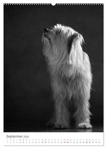 Produktbild: Fine Art Hundeportraits (Wandkalender 2026 DIN A2 hoch), CALVENDO Monatskalender