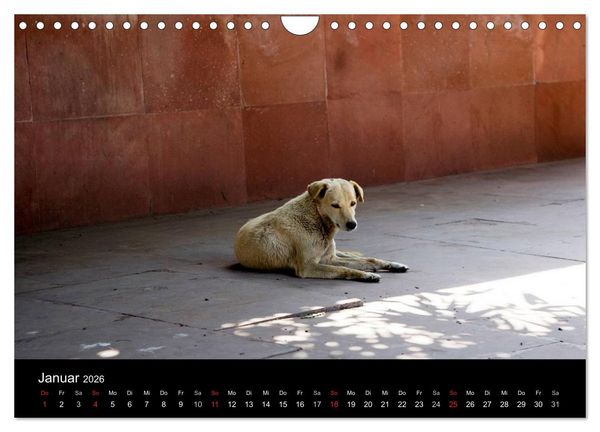 Produktbild: Stra&szlig;enhunde (Wandkalender 2026 DIN A4 quer), CALVENDO Monatskalender