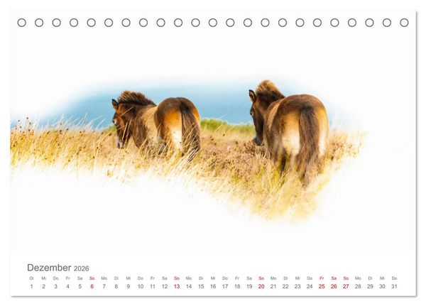 Produktbild: Exmoor Ponnys - Die letzten Ihrer Art (Tischkalender 2026 DIN A5 quer), CALVENDO Monatskalender