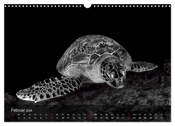 Produktbild: Schildkr&ouml;ten des Ozeans (Wandkalender 2026 DIN A3 quer), CALVENDO Monatskalender