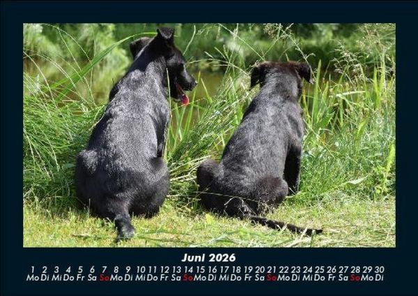 Produktbild: Hunde Kalender 2026 Fotokalender DIN A5
