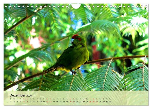 Produktbild: Neuseelands Vogelwelt (Wandkalender 2026 DIN A4 quer), CALVENDO Monatskalender