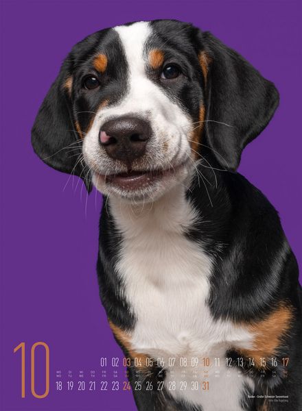 Produktbild: Frei Schnauze Kalender 2027