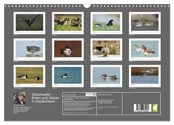 Produktbild: Geschnatter - Enten und G&auml;nse in Deutschland (Wandkalender 2026 DIN A3 quer), CALVENDO Monatskalender