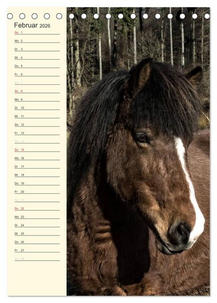 Produktbild: Islandpferde Geburtstagskalender (Tischkalender 2026 DIN A5 hoch), CALVENDO Monatskalender
