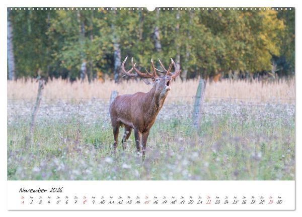 Produktbild: Rotwild - im Naturparadies der Mecklenburgischen Seenplatte (Wandkalender 2026 DIN A2 quer), CALVENDO Monatskalender