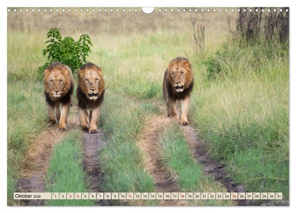 Produktbild: Wildes Okavangodelta (Wandkalender 2026 DIN A3 quer), CALVENDO Monatskalender