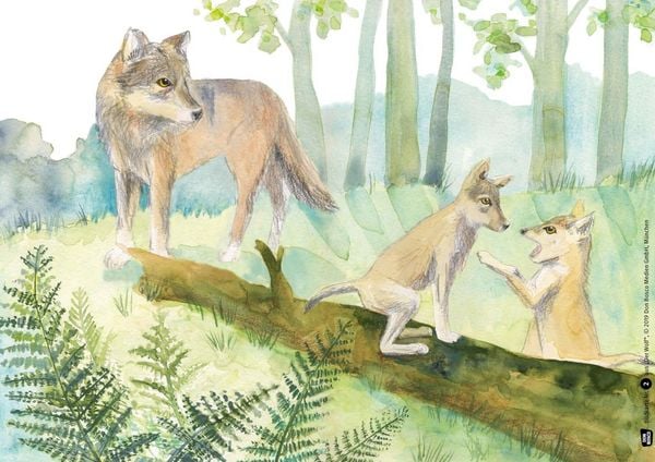 Produktbild: Der Wolf. Kamishibai Bildkartenset.
