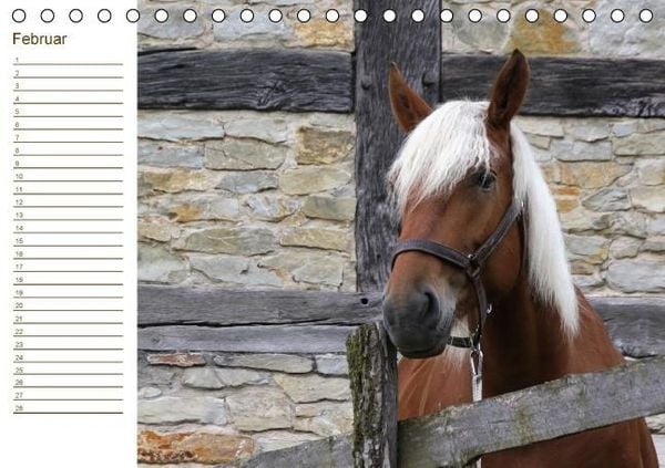 Produktbild: Der Pferde-Geburtstagskalender (Tischkalender immerw&auml;hrend DIN A5 quer)