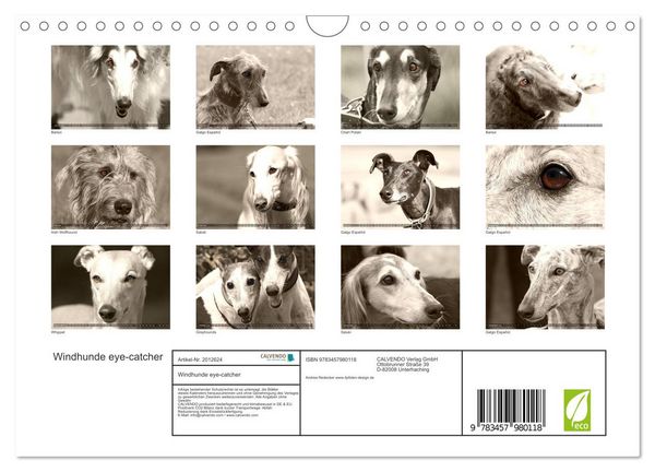 Produktbild: Windhunde eye-catcher (Wandkalender 2026 DIN A4 quer), CALVENDO Monatskalender