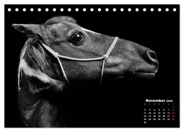 Produktbild: Pferde zwischen Licht und Schatten (Tischkalender 2026 DIN A5 quer), CALVENDO Monatskalender