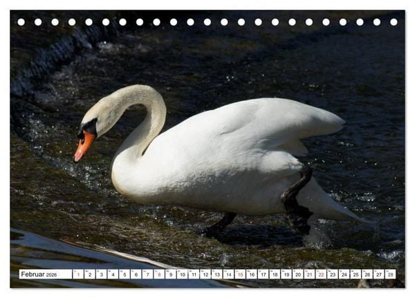 Produktbild: Elegante Schw&auml;ne (Tischkalender 2026 DIN A5 quer), CALVENDO Monatskalender