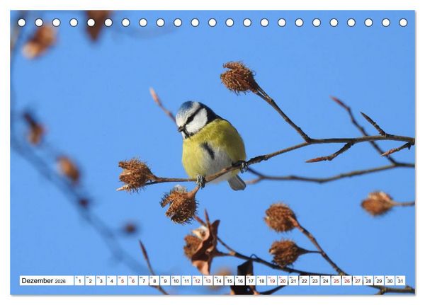 Produktbild: Vogelkalender (Tischkalender 2026 DIN A5 quer), CALVENDO Monatskalender