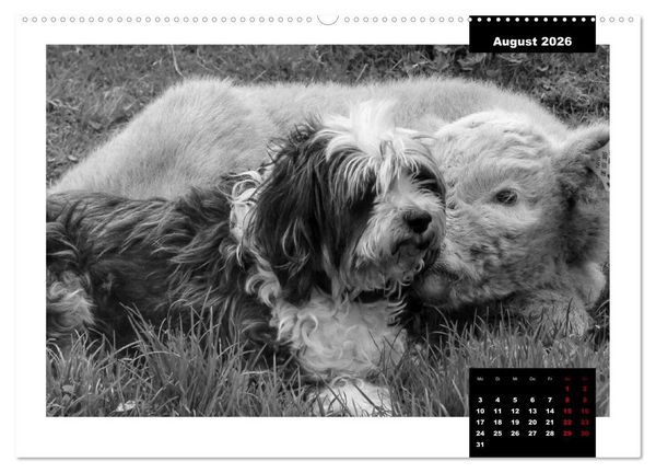 Produktbild: Faszination Schottisches Hochlandrind (hochwertiger Premium Wandkalender 2026 DIN A2 quer), Kunstdruck in Hochglanz