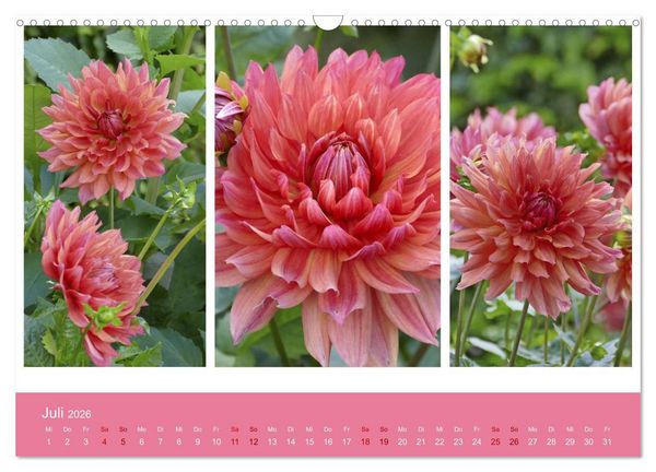 Produktbild: Dahlien-Triplets (Wandkalender 2026 DIN A3 quer), CALVENDO Monatskalender