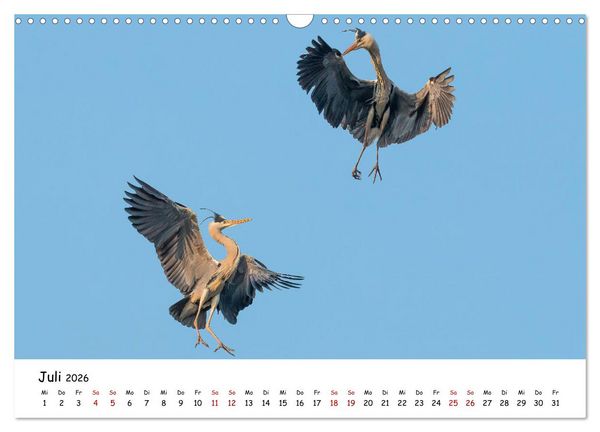 Produktbild: Die Graureiher vom Ahnepark (Wandkalender 2026 DIN A3 quer), CALVENDO Monatskalender