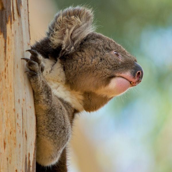 Produktbild: Koalas 2027