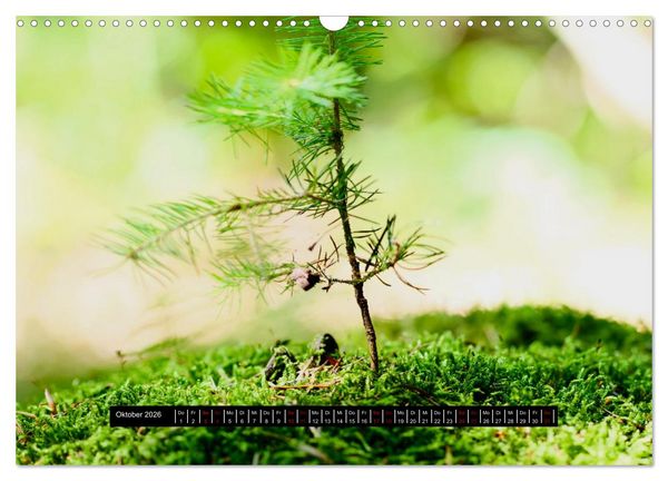 Produktbild: Achtsame Augenblicke (Wandkalender 2026 DIN A3 quer), CALVENDO Monatskalender