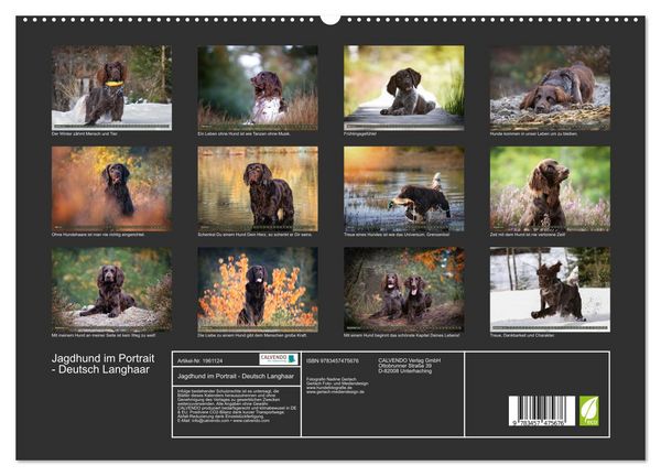 Produktbild: Jagdhund im Portrait - Deutsch Langhaar (hochwertiger Premium Wandkalender 2026 DIN A2 quer), Kunstdruck in Hochglanz