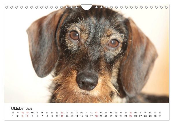 Produktbild: Ein Dackelkind blickt zur&uuml;ck (Wandkalender 2026 DIN A4 quer), CALVENDO Monatskalender