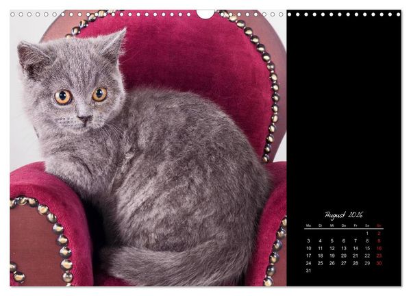 Produktbild: Britisch Kurzhaar Katzen (Wandkalender 2026 DIN A3 quer), CALVENDO Monatskalender