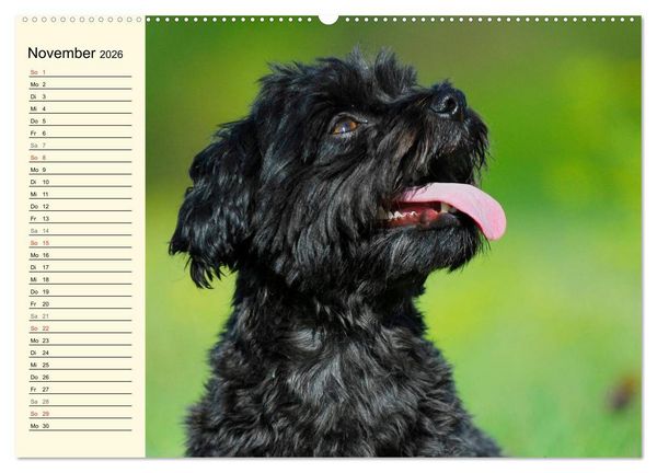 Produktbild: Kobolde auf 4 Pfoten - Bolonka Zwetna (Wandkalender 2026 DIN A2 quer), CALVENDO Monatskalender