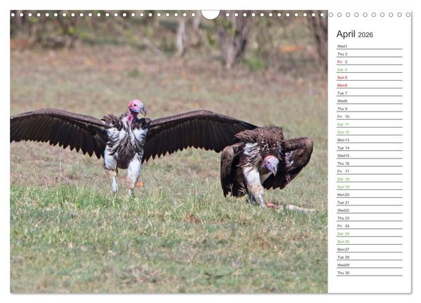 Produktbild: Kenya - its Wildlife (Wall Calendar 2026 DIN A3 landscape), CALVENDO 12 Month Wall Calendar