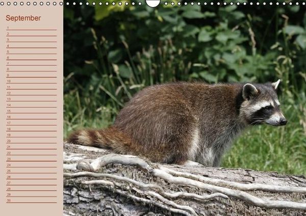 Produktbild: Waschb&auml;ren / Geburtstagskalender (Wandkalender immerw&auml;hrend DIN A3 quer)