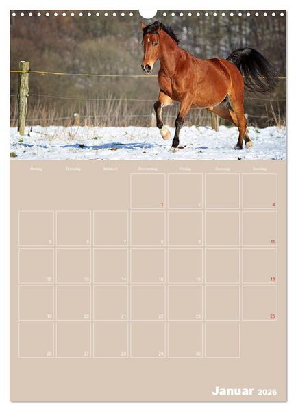 Produktbild: Pferde / Planer (Wandkalender 2026 DIN A3 hoch), CALVENDO Monatskalender