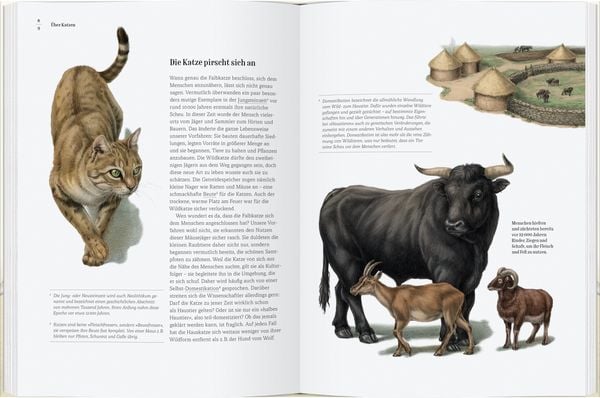 Produktbild: Wie die Katze zu uns kam