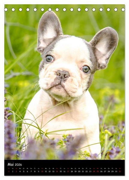 Produktbild: Franz&ouml;sische Bulldoggen - Eine Bully Liebeserk&auml;rung (Tischkalender 2026 DIN A5 hoch), CALVENDO Monatskalender