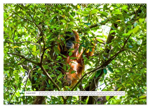 Produktbild: Gunung Leuser Nationalpark und seine Orang Utans (Wandkalender 2026 DIN A2 quer), CALVENDO Monatskalender