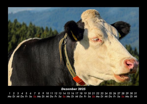 Produktbild: Kuhkalender 2025 Fotokalender DIN A3