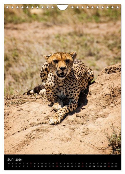Produktbild: Wildes Afrika (Wandkalender 2026 DIN A4 hoch), CALVENDO Monatskalender