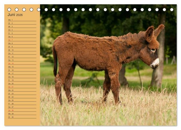 Produktbild: Gro&szlig;esel an der Loreley (Tischkalender 2026 DIN A5 quer), CALVENDO Monatskalender