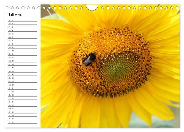 Produktbild: Sonnenblumen Impressionen (Wandkalender 2026 DIN A4 quer), CALVENDO Monatskalender