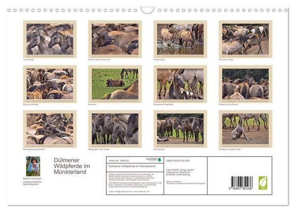 Produktbild: D&uuml;lmener Wildpferde im M&uuml;nsterland (Wandkalender 2026 DIN A3 quer), CALVENDO Monatskalender