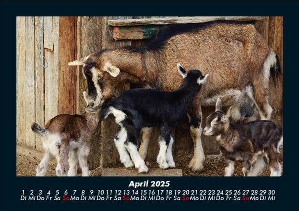 Produktbild: Tierkalender 2025 Fotokalender DIN A5