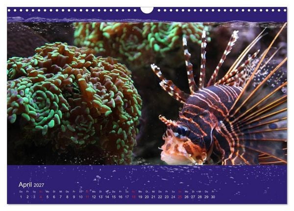 Produktbild: Korallenfische im Lichtschimmer des Meeres (Wandkalender 2027 DIN A3 quer), CALVENDO Monatskalender