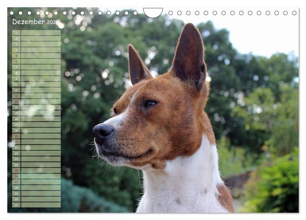 Produktbild: Basenji, der Kongo-Terrier (Wandkalender 2026 DIN A4 quer), CALVENDO Monatskalender