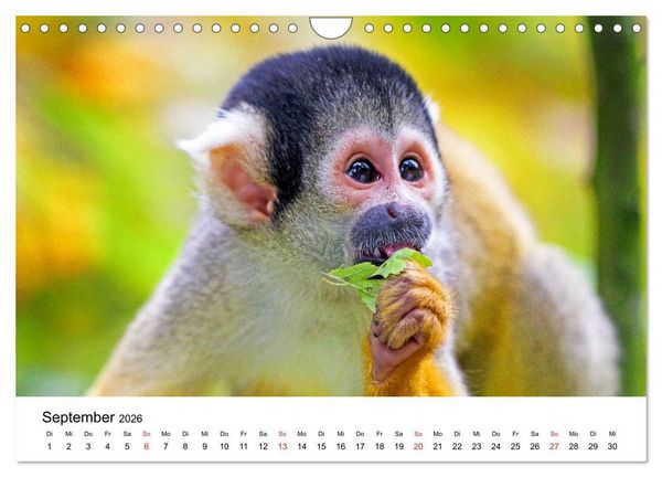 Produktbild: Totenkopfaffen (Wandkalender 2026 DIN A4 quer), CALVENDO Monatskalender