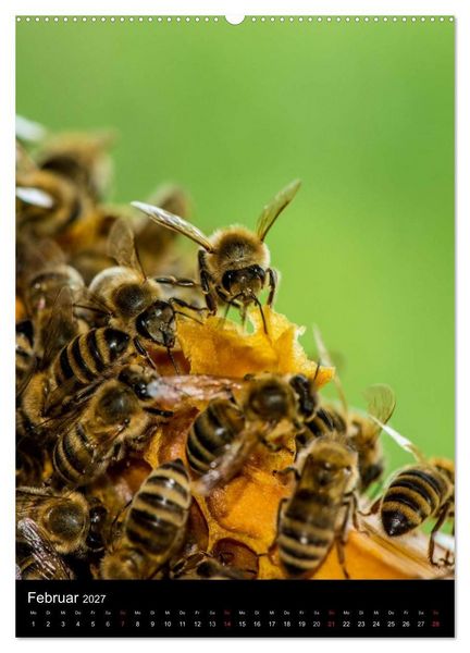 Produktbild: Bienenkalender (Wandkalender 2027 DIN A2 hoch), CALVENDO Monatskalender