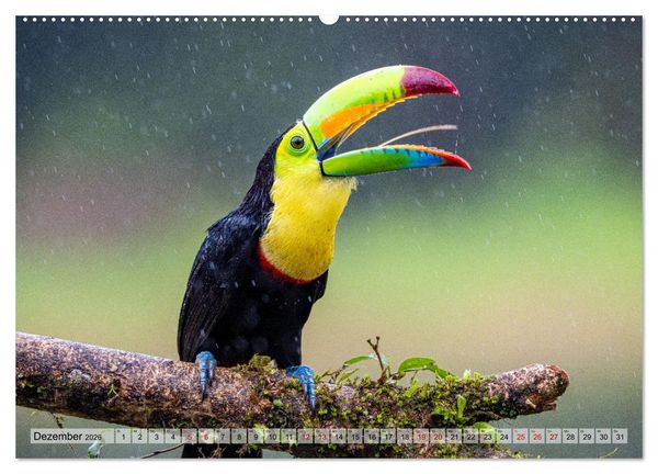 Produktbild: Phantastische Vogelwelt Costa Rica (Wandkalender 2026 DIN A2 quer), CALVENDO Monatskalender