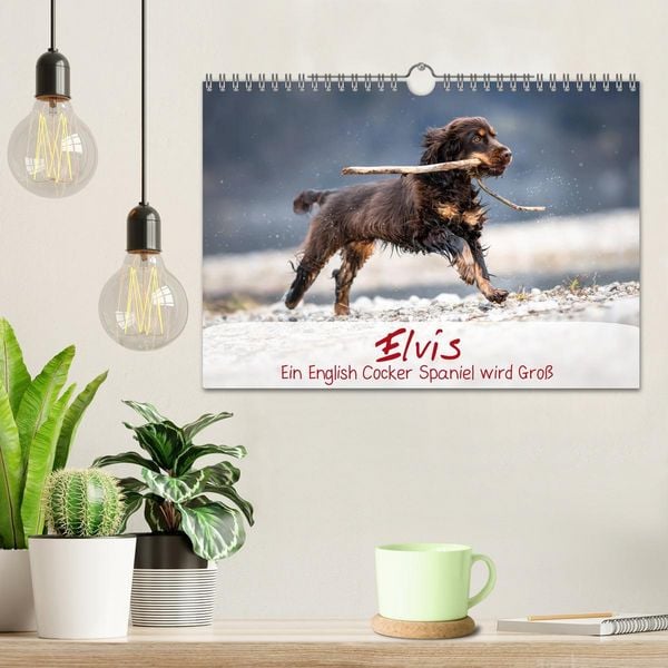 Produktbild: Elvis ein Engl. Cocker Spaniel wird Gro&szlig; (Wandkalender 2026 DIN A4 quer), CALVENDO Monatskalender